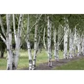 Produktbild: Betula Utilis Himalaya-Birke 60–100 cm
