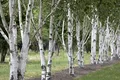 Produktbild: Betula utilis 60–100 cm – Winterhart, Mehrjährig, Pflegeleicht – Himalaya-Birke – Zierbaum für Garten & Einzelstellung