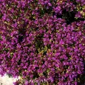 Produktbild: Teppich Thymian Red Carpet - Thymus praecox