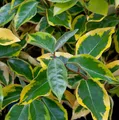 Produktbild: Wintergrüne Ölweide Viveleg 60-80cm - Elaeagnus ebbingei