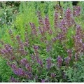 Produktbild: Echter Salbei - Salvia officinalis