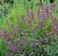 Produktbild: Echter Salbei - Salvia officinalis