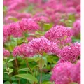 Produktbild: Zwerg-Hortensie Mauvette 40-60cm - Hydrangea arborescens
