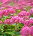 Produktbild: Zwerg-Hortensie Mauvette 40-60cm - Hydrangea arborescens