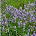 Produktbild: Lavendel Phenomenal - großer Topf - Lavandula intermedia