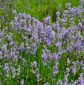 Produktbild: Lavendel Phenomenal - großer Topf - Lavandula intermedia - lebende Gartenpflanze aus den Baumschulen