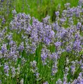 Produktbild: Lavendel Phenomenal - großer Topf - Lavandula intermedia