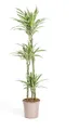 Produktbild: Drachenbaum - Drachenlilie - Dracaena deremensis White Stripe - 130-150cm hoch