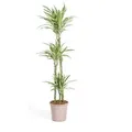 Produktbild: Exotenherz Zimmerpflanze Drachenbaum Drachenlilie Dracaena deremensis White Stripe 140 cm | 24 cm