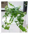 Produktbild: BALDUR Garten 1x Efeu, Pflanze im 13 cm-Topf, Luftreinigende Zimmerpflanze, unterstützt das Raumklima, Hängepflanze Hedera helix, Grünpflanze, mehrjährig - frostfrei halten