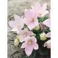 Produktbild: Platycodon Grandiflorus Fuji Pink Ballonblume Ca. 9x9 cm Topf