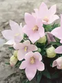 Produktbild: Pflanzen für Dich Staude Platycodon grand. Fuji Pink, 1 St., Ballonblume, Großblütige Ballonblume