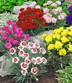 Produktbild: BALDUR Garten 5er Prachtmischung 'Duft-Gartennelken', Pflanzen im 9x9 cm-Topf, Dianthus plumarius, winterharte Staude, trockenresistent, mehrjährig, bienenfreundlich, pflegeleicht, blühend