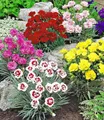 Produktbild: BALDUR Garten 5er Prachtmischung 'Duft-Gartennelken', Pflanzen im 9x9 cm-Topf, Dianthus plumarius, winterharte Staude, trockenresistent, mehrjährig, bienenfreundlich, pflegeleicht, blühend