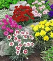 Produktbild: BALDUR Garten Staude Prachtmischung 'Duft-Gartennelken', 5 St., Dianthus, winterhart, mehrjährig, pflegeleicht
