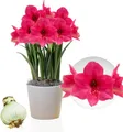 Produktbild: Amaryllis Zwiebel Pink Surprise - 1 Blumenzwiebel in Großformat 26/30 - Exklusive Zwiebeln - Echte Pflanzen aus Holland - Hippeastrum (keine Samen, Wachs und nicht künstlich)