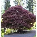Produktbild: Roter Fächerahorn 30-40cm - Acer palmatum Atropurpureum