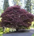Produktbild: Roter Fächerahorn 30-40cm - Acer palmatum Atropurpureum