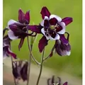 Produktbild: Akelei William Guiness - Aquilegia vulgaris