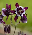 Produktbild: Akelei William Guiness - Aquilegia vulgaris - lebende Gartenpflanze aus den Baumschulen