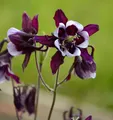 Produktbild: Akelei William Guiness - Aquilegia vulgaris