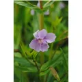 Produktbild: Mimulus Ringens Sumpf-Springkraut Ca. 9x9 cm Topf