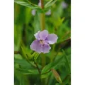 Produktbild: Mimulus Ringens P 0,5