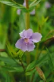 Produktbild: Mimulus ringens, Sumpf-Schlüsselblume, violett, ca. 9x9 cm Topf