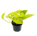 Produktbild: Exotenherz Zimmerpflanze gelb-grüne Efeutute Epipremnum Golden Pothos Scindapsus 12cm Topf