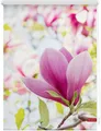 Produktbild: Seitenzugrollo Rollo Klemmfix, ohne Bohren, Verdunkelung, Magnolie - Rosa, LICHTBLICK ORIGINAL, verdunkelnd, freihängend, Klemmfix