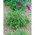 Produktbild: Berberis Frikartii Amstelveen Berberitze Immergrün 25–30 cm