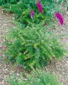 Produktbild: Pflanzen für Dich Gehölze Berberis frikartii Amstelveen, 1 St., Berberitze