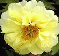 Produktbild: Strauchpfingstrose High Noon - Paeonia suffruticosa - lebende Gartenpflanze aus den Baumschulen
