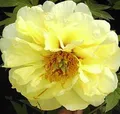 Produktbild: Strauchpfingstrose High Noon - Paeonia suffruticosa