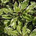 Produktbild: Weißbunter Hartriegel Elegantissima weiß grünes geflecktes Laub ca. 40-60 cm Zierstrauch im 2-3 Liter Topf