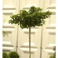 Produktbild: Hochstamm Kugel Fächerblattbaum 60-80cm - Ginkgo biloba