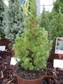 Produktbild: Picea glauca conica perfecta - Zwerg-Zuckerhutfichte Conica Perfecta
