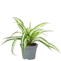 Produktbild: Grünlilie - pflegeleichte Zimmerpflanze, Chlorophytum Comosum Variegata - Höhe ca. 15 cm, Topf-Ø 6 cm