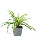 Produktbild: Grünlilie - Chlorophytum Comosum Variegata - Höhe ca. 15 cm, Topf-Ø 6 cm