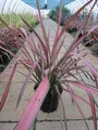 Produktbild: Phormium tenax Evening Glow - Neuseelandflachs - Harakeke Flax