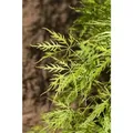 Produktbild: Sonstige - Acer Palmatum 'dissectum Viridis' 3l 30- 40
