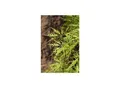 Produktbild: Acer palmatum 'Dissectum Viridis', Grüner Fächerahorn, 30–40 cm