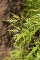 Produktbild: Acer palmatum 'Dissectum Viridis', Grüner Fächerahorn, 30–40 cm