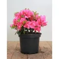 Produktbild: Rhododendron Obtusum Melina Azalee Rosa Blüten 20–25 cm