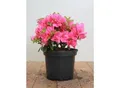 Produktbild: Rhododendron obtusum 'Melina', Azalee, rosa Blüten, 20–25 cm
