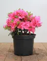 Produktbild: Rhododendron obtusum 'Melina' 20–25 cm – Winterhart, Immergrün, Pflegeleicht – Azalee – Zierstrauch für Kübel & Beet