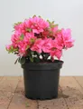 Produktbild: Rhododendron obtusum 'Melina', Azalee, rosa Blüten, 20–25 cm