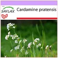 Produktbild: SAFLAX - Heilpflanzen - Wiesenschaumkraut - 100 Samen - Cardamine pratensis