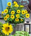 Produktbild: BALDUR Garten Winterharte Sonnenblume SunCatcher®, 1 Pflanze, Helianthus, bienen- & schmetterlingsfreundlich, winterharte Stauden-Sonnenblume, mehrjährig, blühend