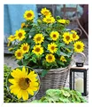 Produktbild: BALDUR Garten Winterharte Sonnenblume 